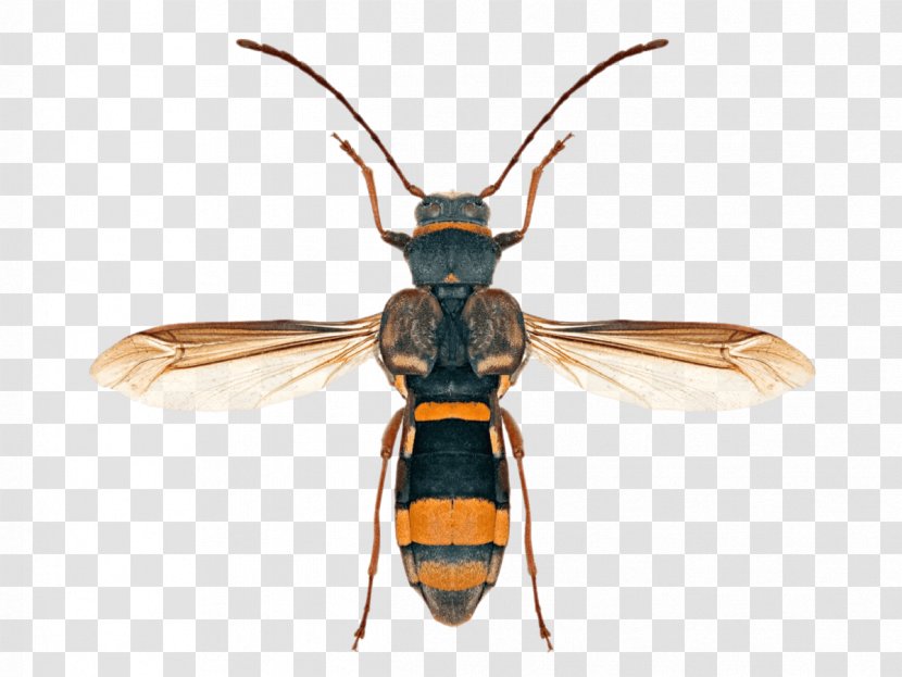 Hornet Honey Bee Longhorn Beetle - Organism Transparent PNG