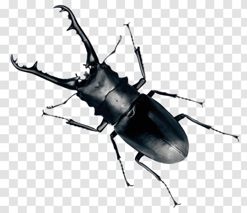 Devil's Coach Horse Beetle Portable Network Graphics Transparency Image - Invertebrate Transparent PNG