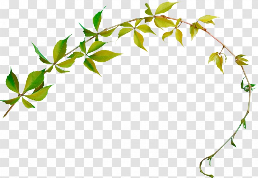 Ivy - Leaf - Plant Stem Transparent PNG