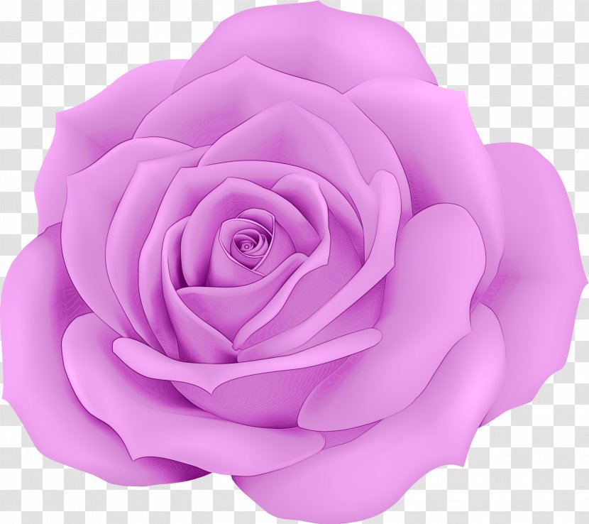 Pink Flowers Background - Lilac - Magenta Japanese Camellia Transparent PNG