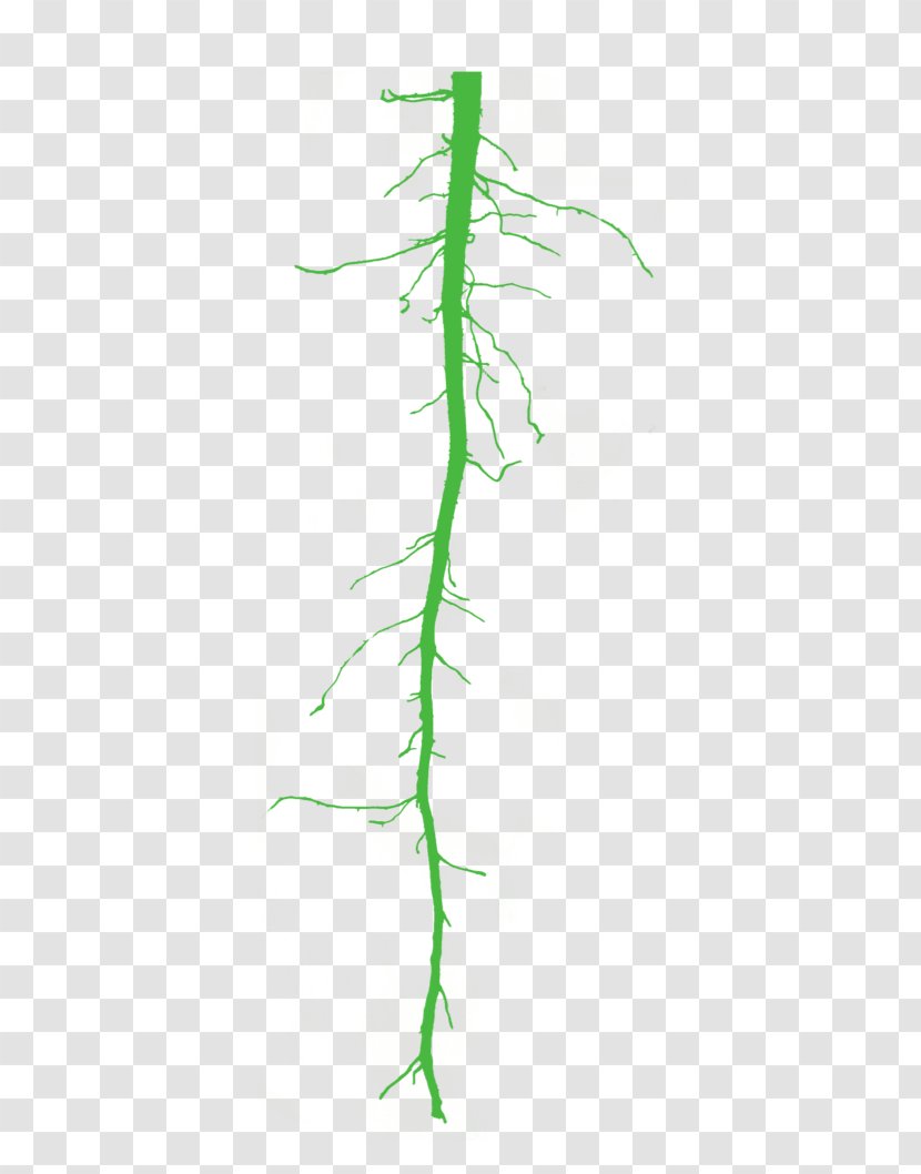 Twig Grasses Plant Stem - Leaf Transparent PNG