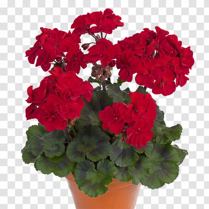 Pelargonium Peltatum Zonale Flower Duftpelargonie Regal - Wholesale Transparent PNG