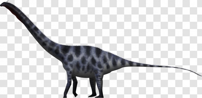 Supersaurus Dinosaur Size Seismosaurus Apatosaurus - Diplodocoidea - King Of Animals Transparent PNG