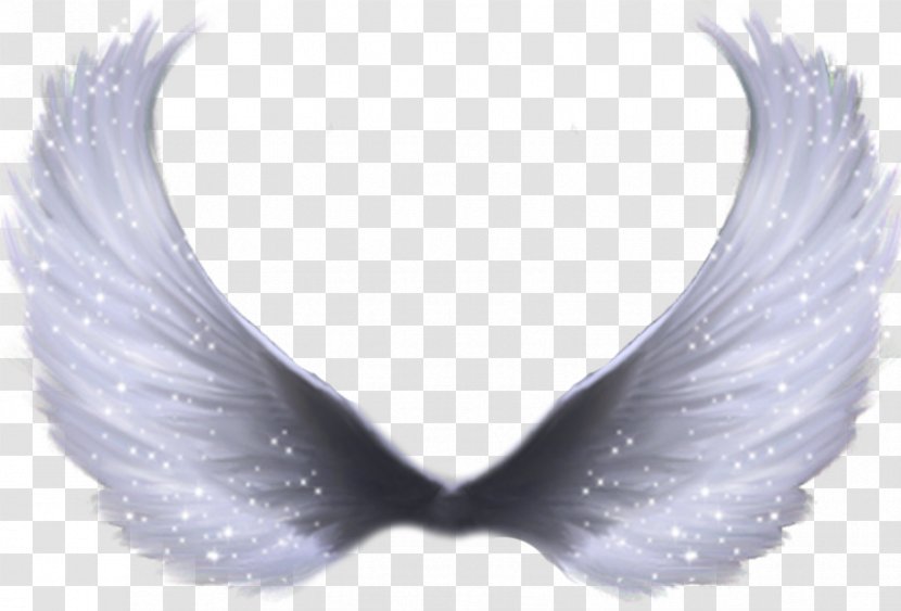 Transparency Clip Art Image Openclipart - Feather - Paradise Transparent PNG