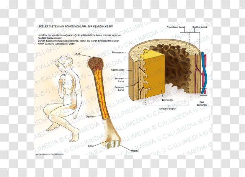 Muscle Bone Human Anatomy Skeleton - Cartoon Transparent PNG