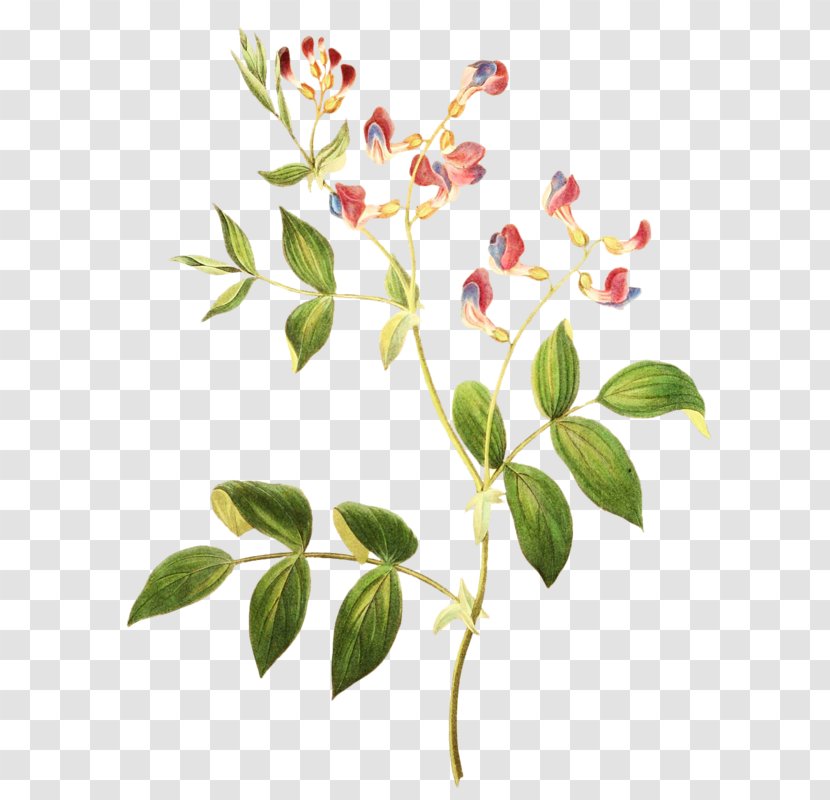 Flower Art Poster - Flowering Plant Transparent PNG