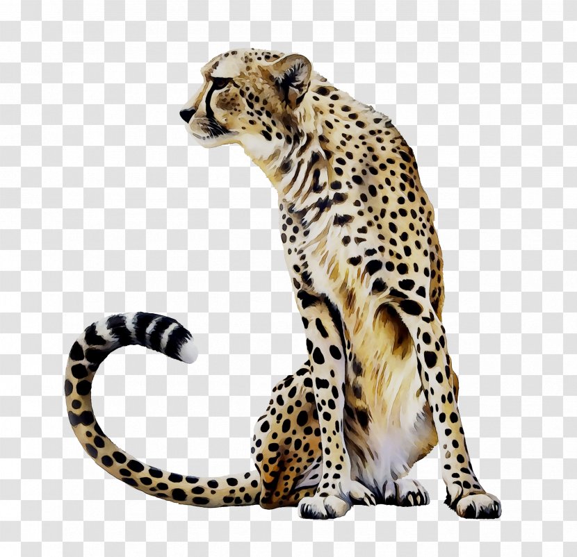 Cheetah Leopard Jaguar Ocelot Tile - Wildlife Transparent PNG