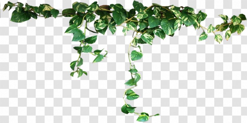 Plant Vine Clip Art - Areca Palm - Plants Transparent Transparent PNG