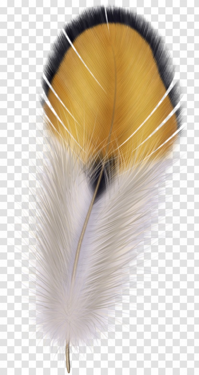 Bird Flight Feather Wing - Peacock Transparent PNG
