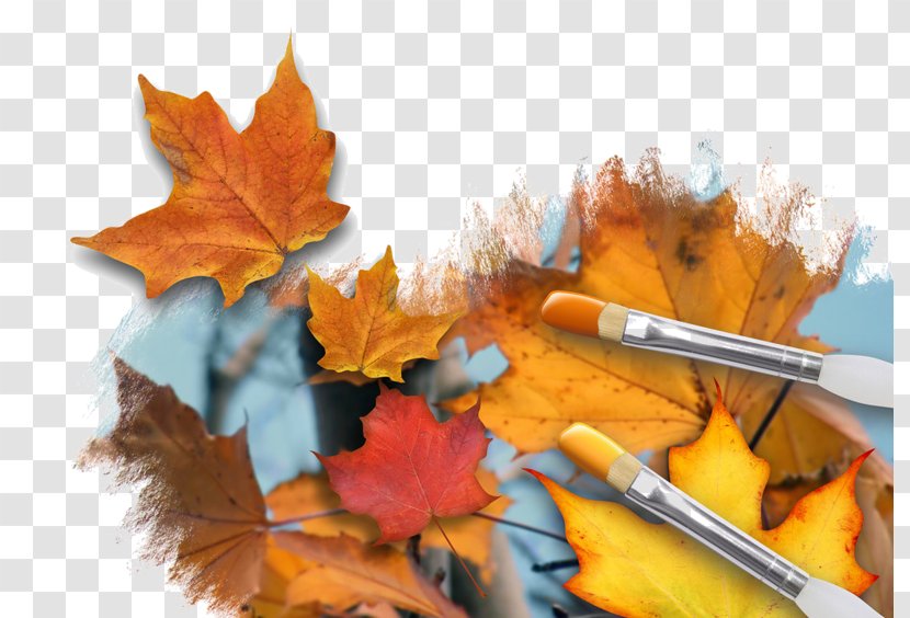 Autumn Leaf Color Image Painting Stock Photography Transparent PNG