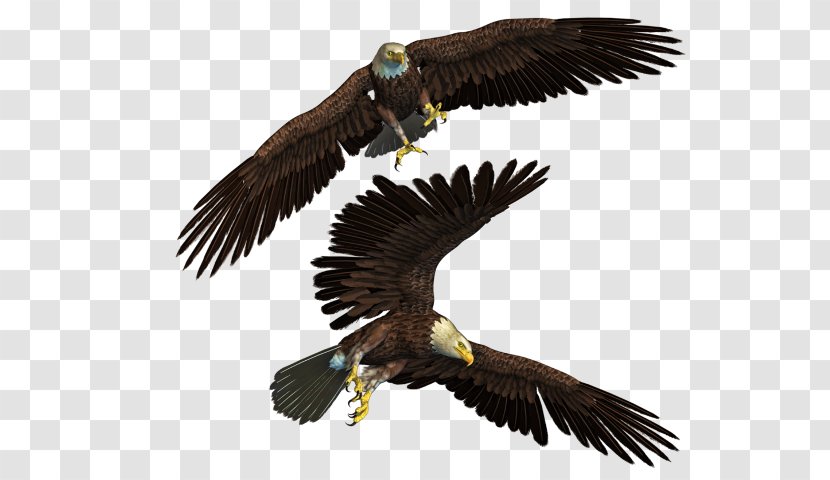 Bald Eagle Bird Transparent PNG