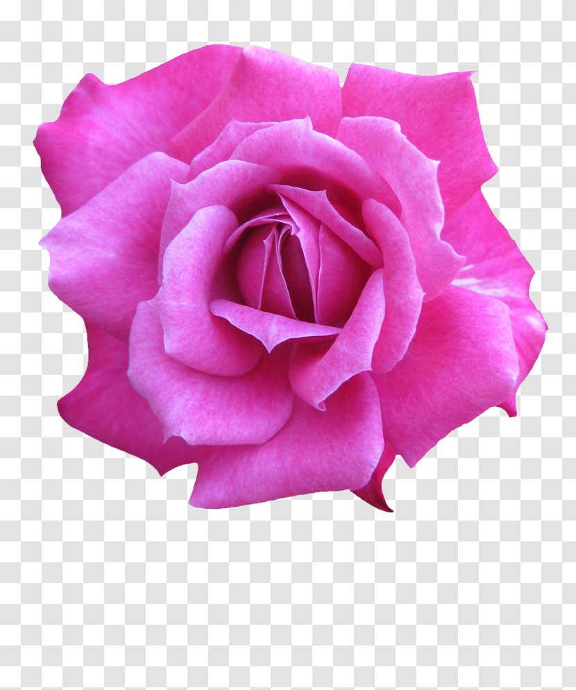 Garden Roses Cabbage Rose Floribunda Petal Cut Flowers - China Transparent PNG