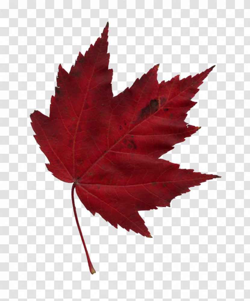 Japanese Maple Leaf Autumn - Color Transparent PNG