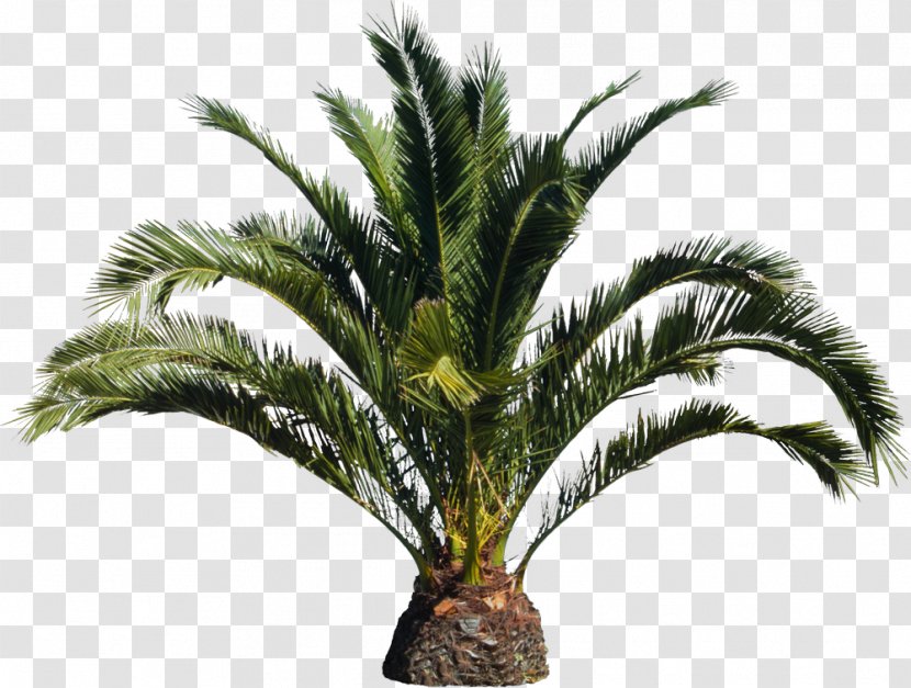 Babassu Arecaceae Tree Roystonea Regia Canary Island Date Palm Transparent PNG