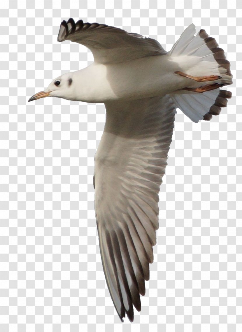 Gulls European Herring Gull Great Black-backed Bird - Clear Cut Pictures - Seagull Transparent PNG