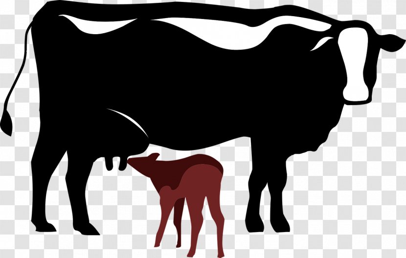 Charolais Cattle Calf La Rural - Information - Sapi Transparent PNG