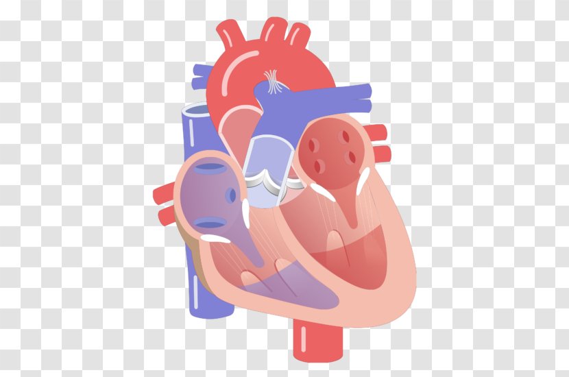 Electrical Conduction System Of The Heart Valve Ventricle Circulatory - Cartoon Transparent PNG