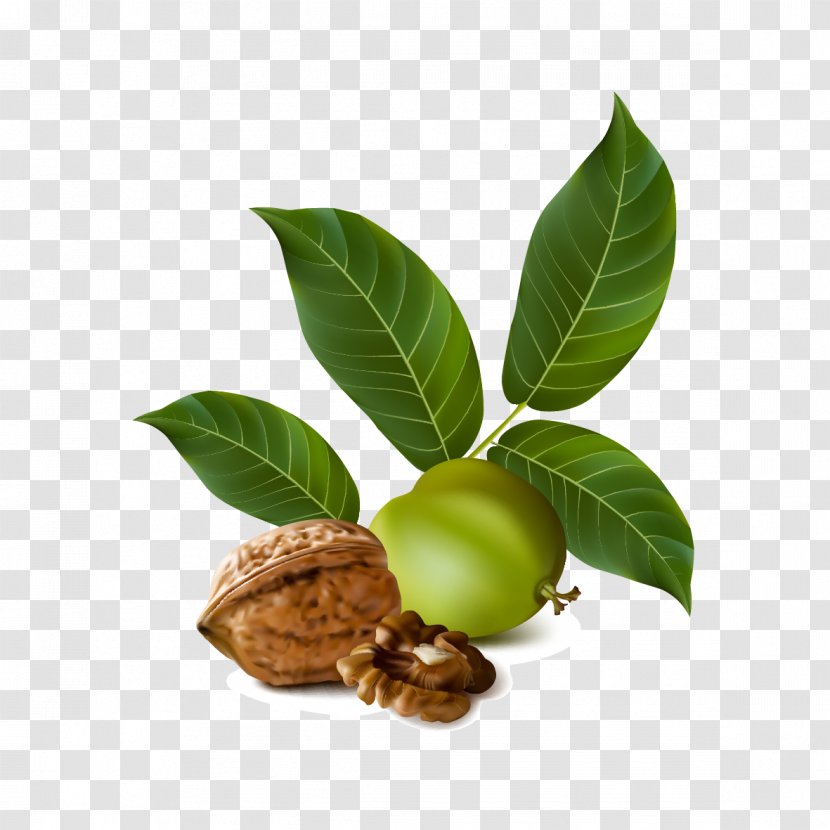 English Walnut Eastern Black - Peel - Vector Walnuts And Leaves Transparent PNG