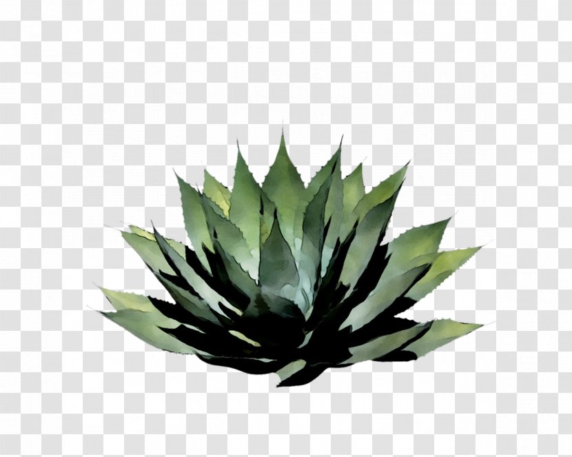 Agave Tequilana Nectar Aloe Vera Leaf - Botany - Aloes Transparent PNG