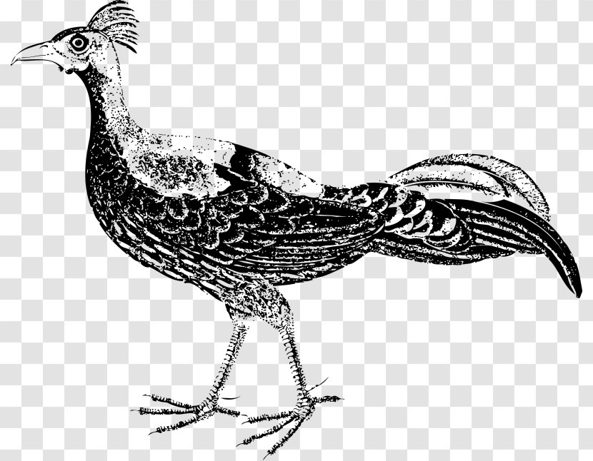 Bird Pheasant Drawing Clip Art - Dirty Intentions Transparent PNG