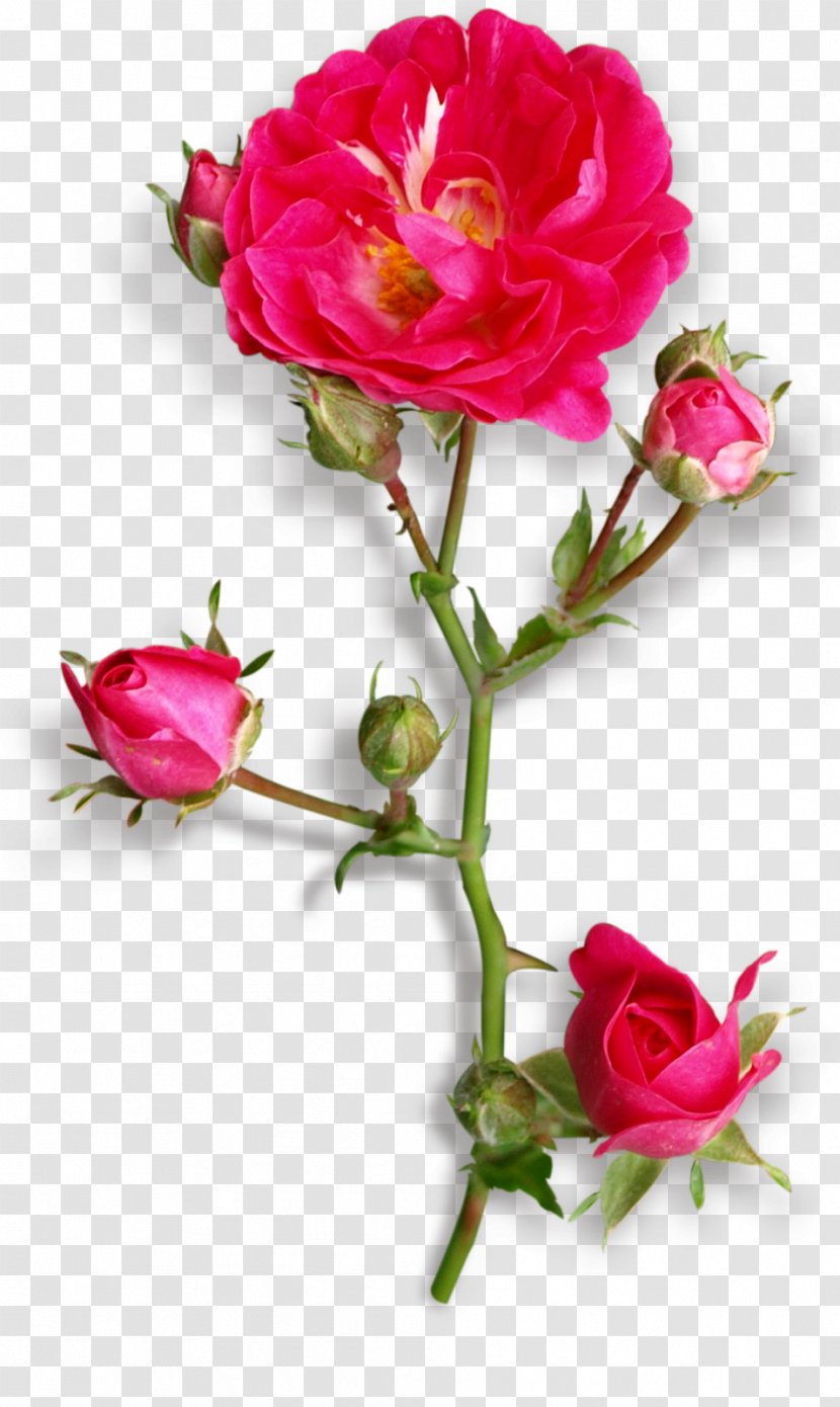 Garden Roses Centifolia Floribunda Cut Flowers - Polyvore - Flower Transparent PNG