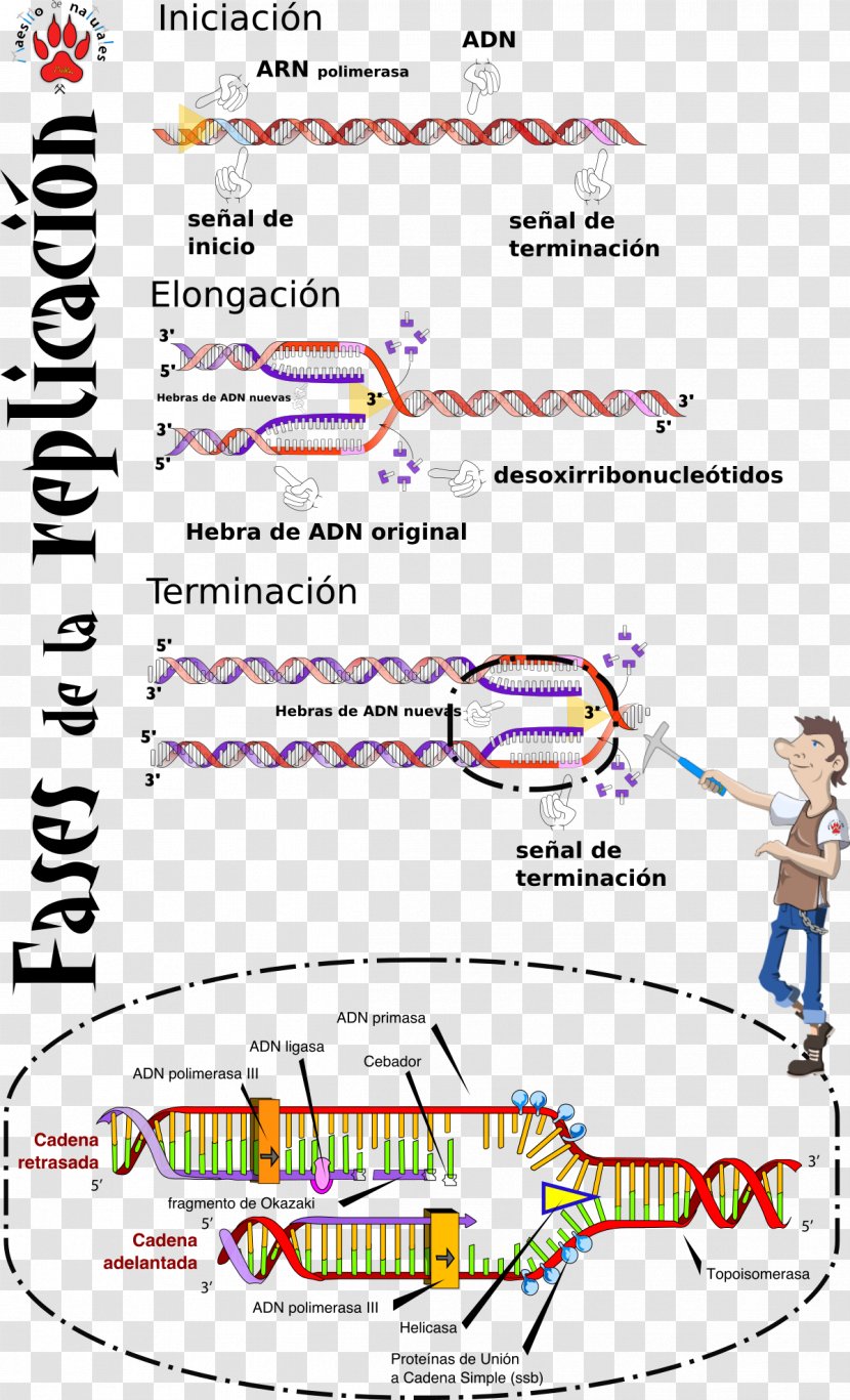 DNA Replication S Phase Origin Of Mutation - Parallel - Internet Concept Transparent PNG