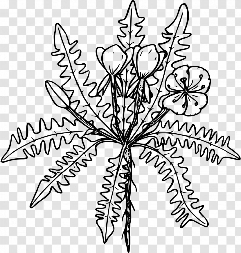 Drawing Clip Art - Symmetry - Flower Transparent PNG