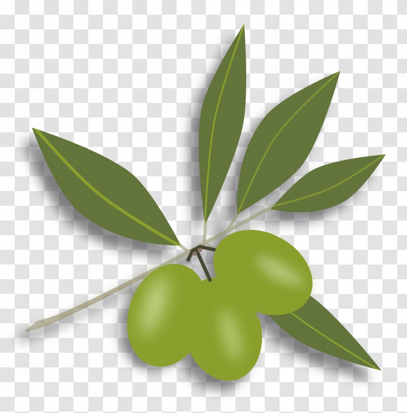 Olive Free Content Clip Art - Plant - Olives Available In Different Size Transparent PNG