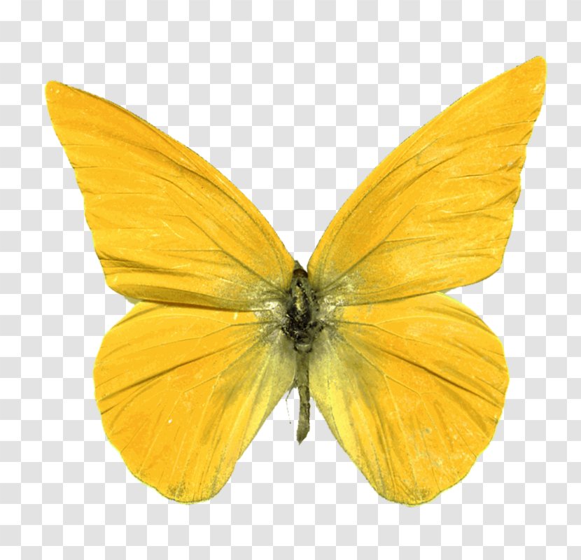 Butterfly Digital Image Clip Art - Invertebrate - Peacefully Transparent PNG