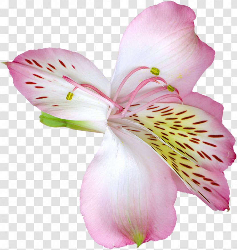 Lilium Flower Clip Art - Yellow - Pink Transparent Lily Clipart Transparent PNG