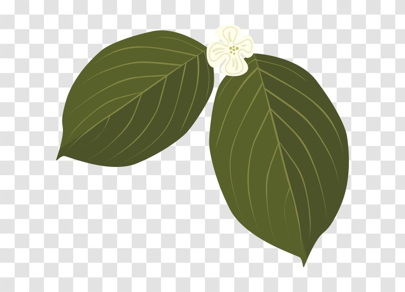 Leaf Silver Maple Bur Oak Tree Sweetgum - Flower Transparent PNG