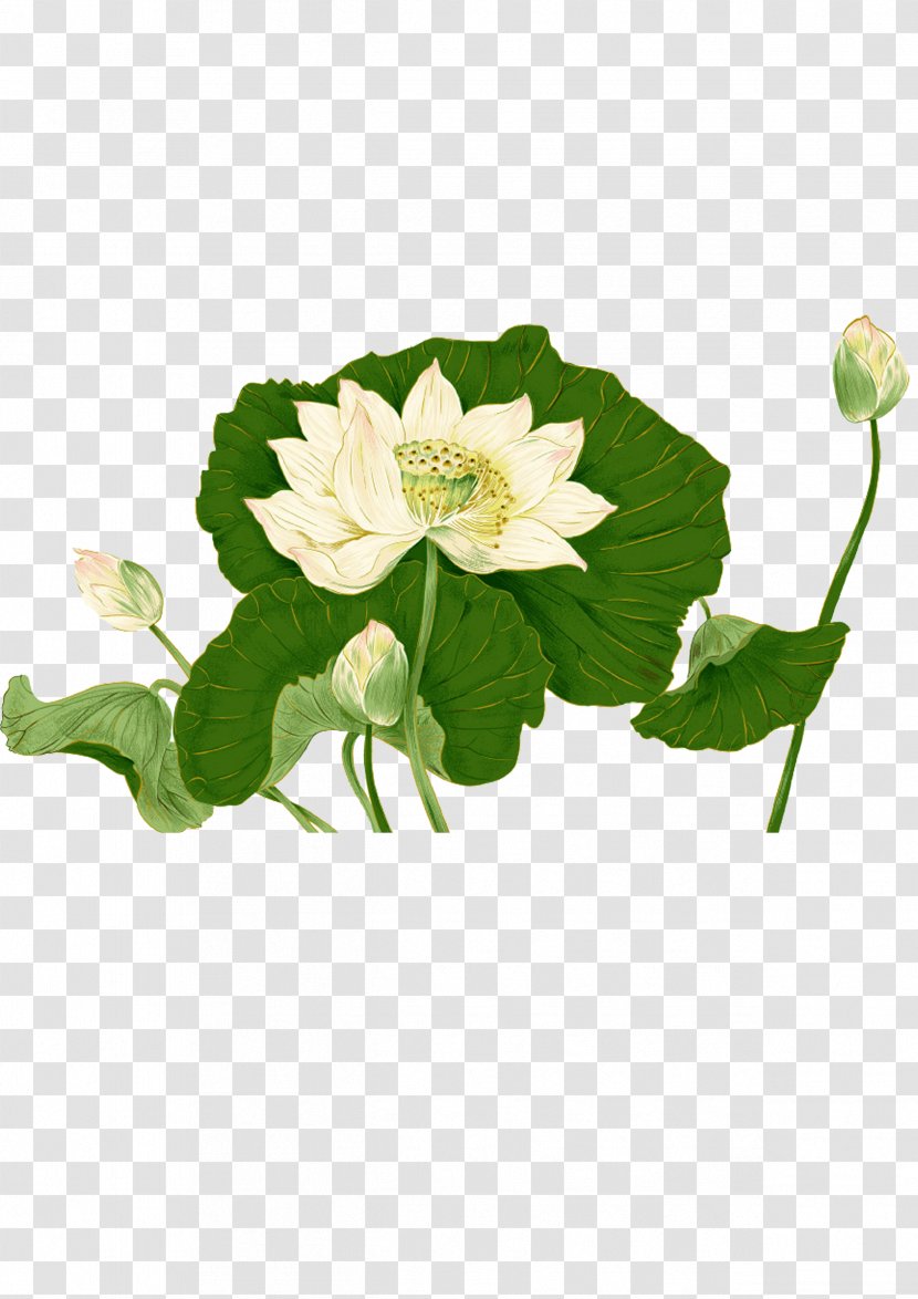 Nelumbo Nucifera Leaf Ink Wash Painting - Herbaceous Plant - Lotus Bud Transparent PNG