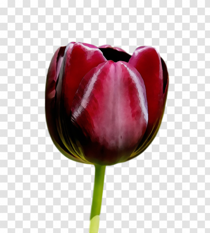 Tulip Flower Red Petal Plant Transparent PNG