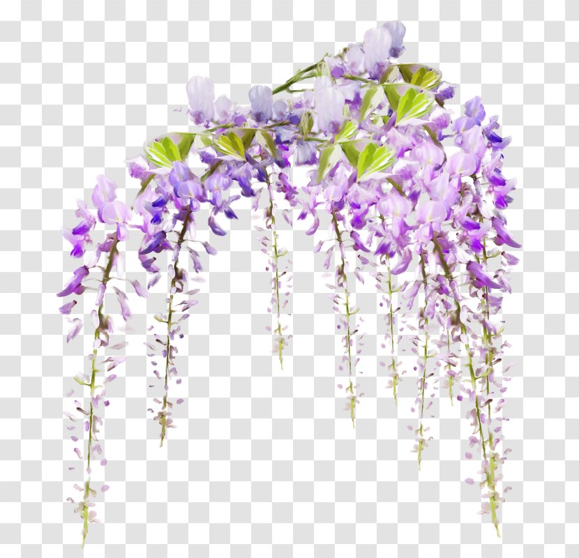 Dos Santos Marie Flower Vine Garden - Floristry - Wisteria Flowers Transparent PNG