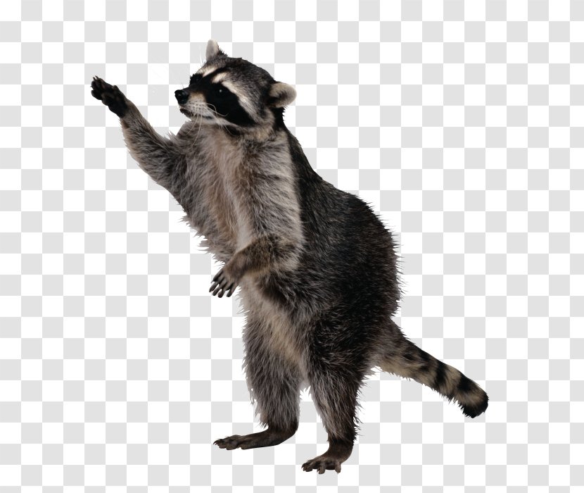 Sly Cooper And The Thievius Raccoonus Life Expectancy Pest Control - Organization - Raccoon Transparent PNG