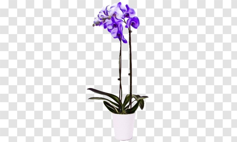 Flowers Background - Singapore Orchid - Cattleya Houseplant Transparent PNG