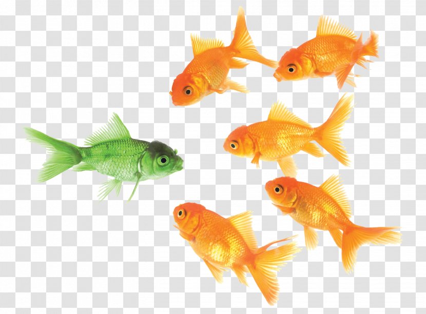 Social Media Company Marketing Business - Fish - Goldfish Transparent PNG