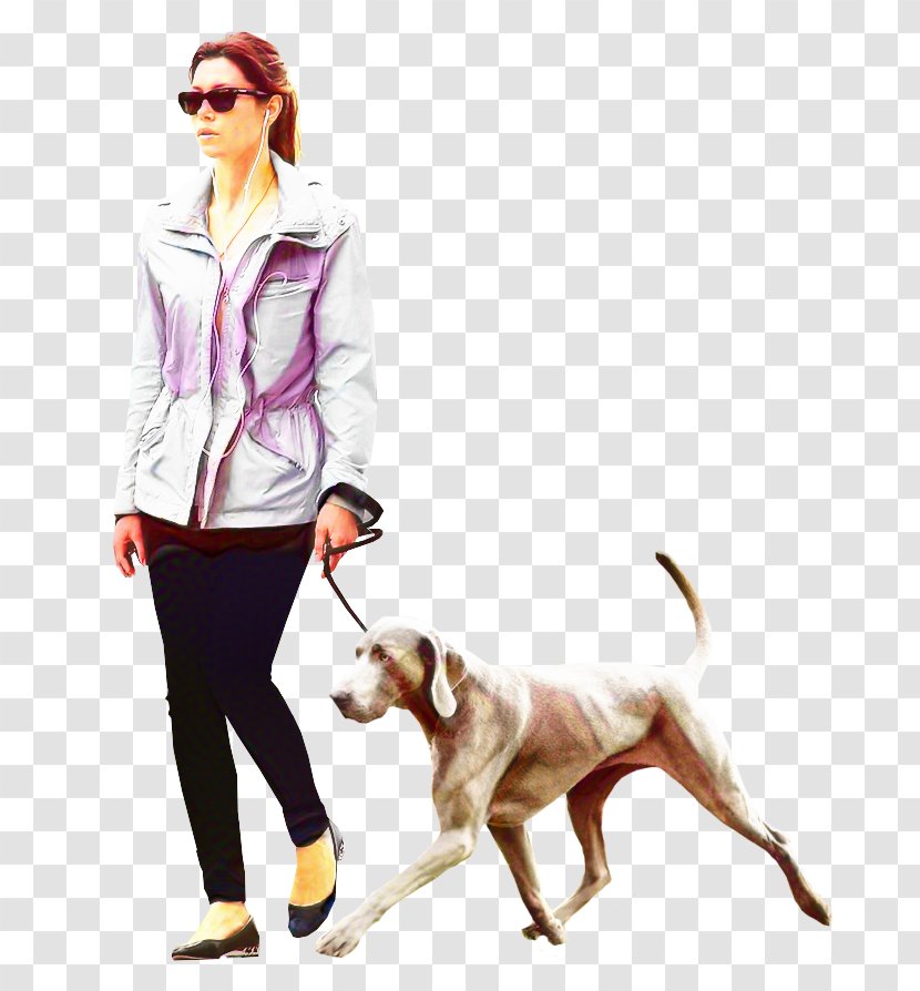 Dog Walking Labrador Retriever Architecture Clip Art - Standing Transparent PNG