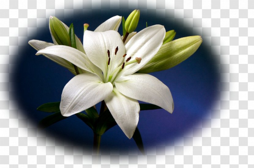 Tiger Lily Flower Arum-lily Lilium Candidum Easter - Still Life Transparent PNG