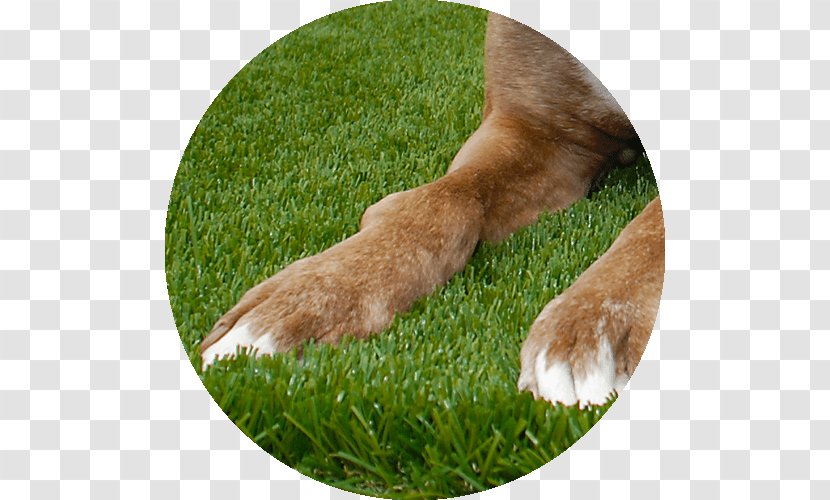 Lawn Artificial Turf Garden Dog Breed Meadow - Lush Grass Transparent PNG
