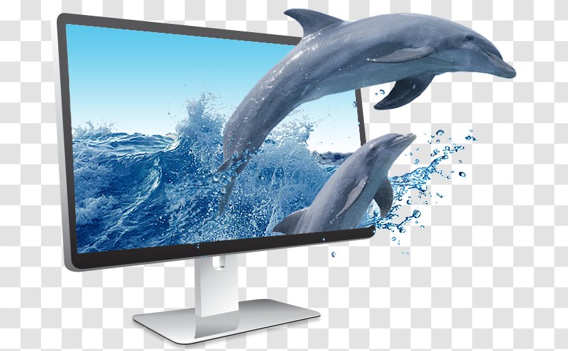 Computer Monitors Display Device Dolphin Wholphin Television - Monitor Accessory - Cute Transparent PNG
