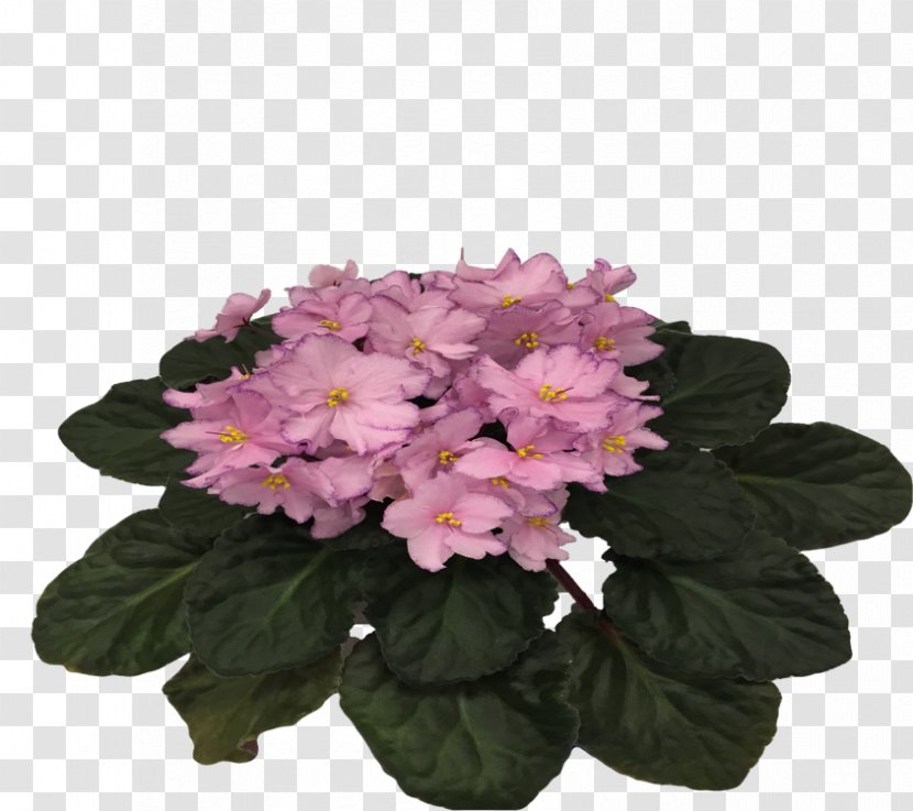 Cut Flowers Pink M Annual Plant Herbaceous - African Violet Transparent PNG