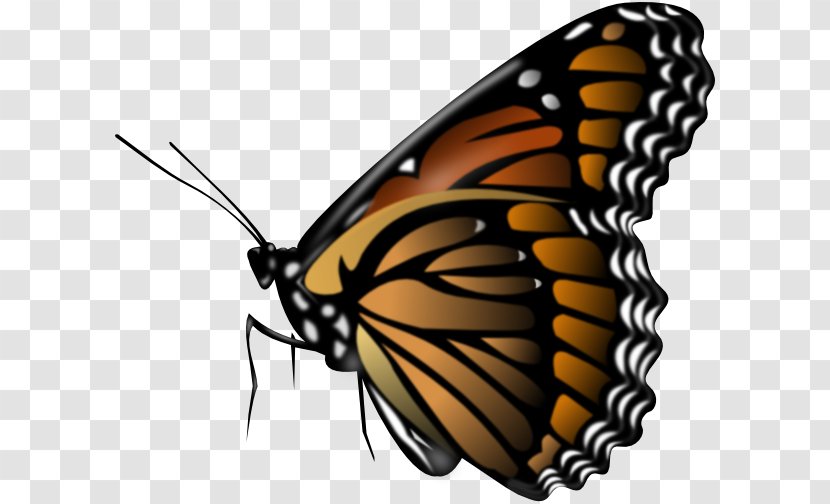 Butterfly Clip Art - Monarch - Buterfly Transparent PNG