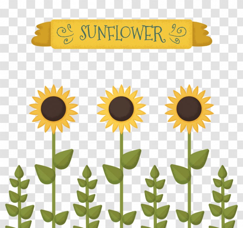 Common Sunflower Seed Drawing Illustration - Plant - Lovely Transparent PNG
