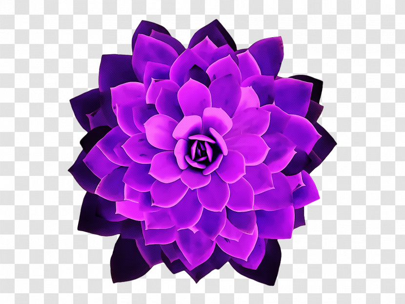 Cut Flowers Purple Petal Flower Transparent PNG