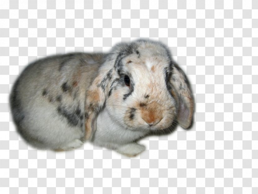 Domestic Rabbit Transparency And Translucency Hare - Image Transparent Transparent PNG