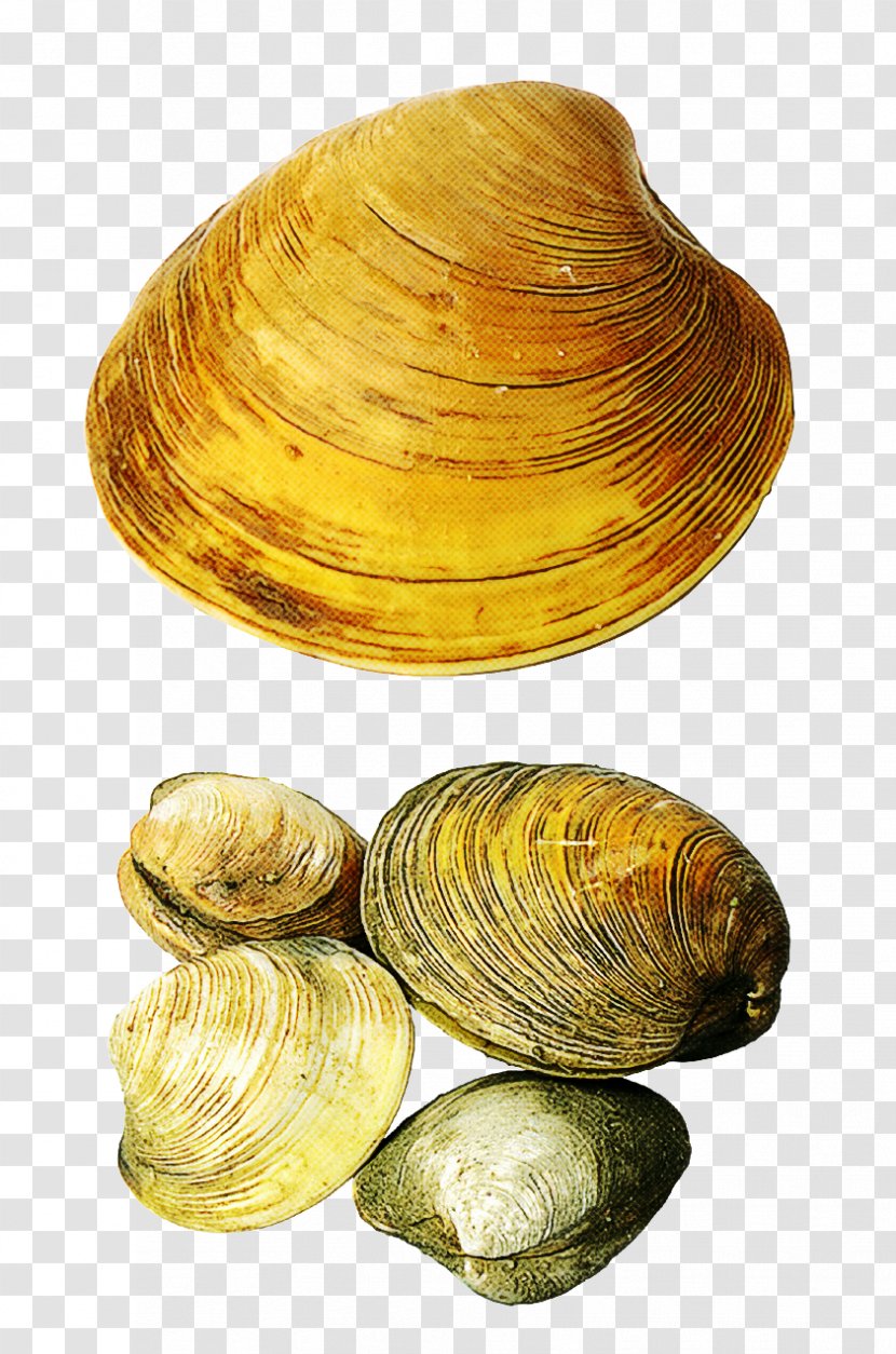 Clam Bivalve Baltic Mussel Cockle - Oyster Shellfish Transparent PNG