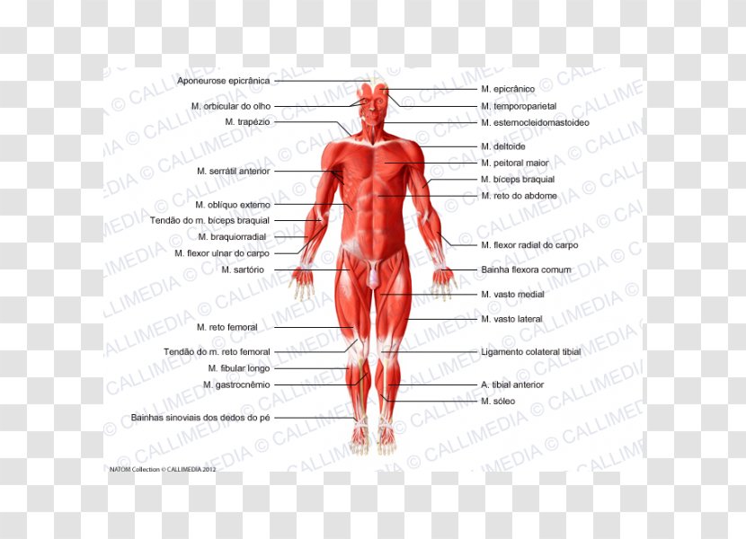 Muscle Human Body Anatomy Muscular System - Watercolor - Corpo Humano Transparent PNG