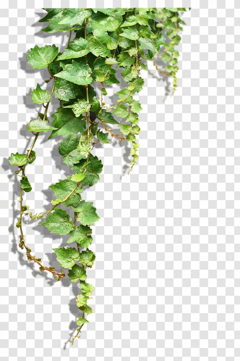 Plant Vine Tree Clip Art - Flower Pictures Transparent PNG