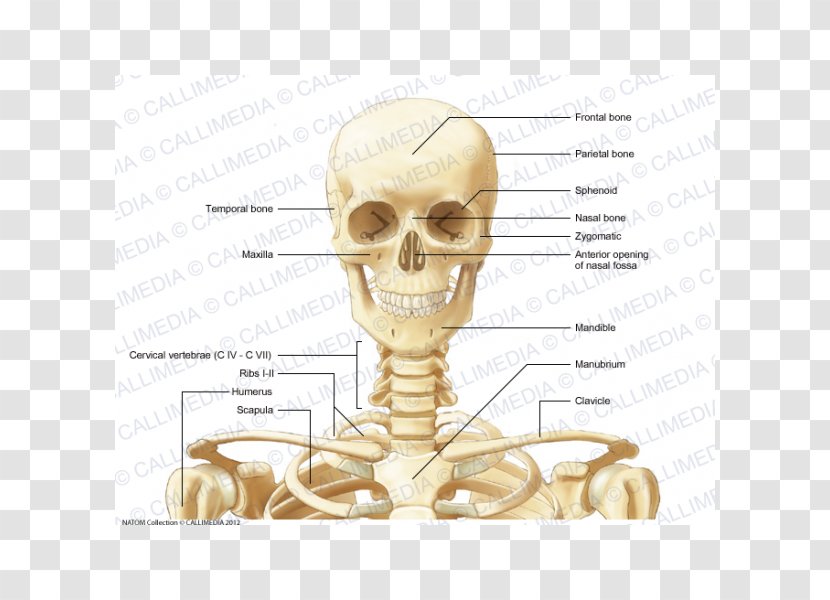 Anterior Triangle Of The Neck Bone Anatomy Human Skeleton - Watercolor - Skull Transparent PNG